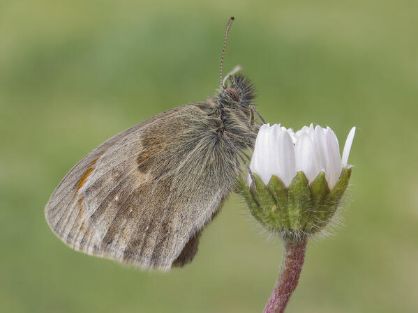 Coenonympha pamphilus, Butterfly, Casareggio, Liguria, Vobbia, Italy