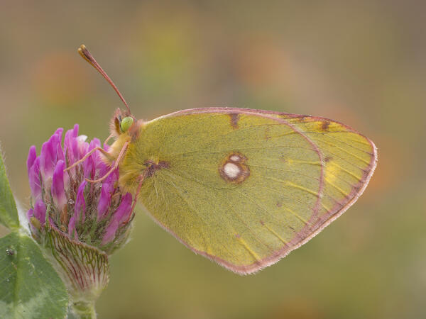 Colias croceus, Liguria, Italy, Genoa