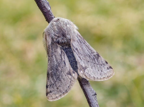 Lycia florentina, Casareggio, Liguria, Italy