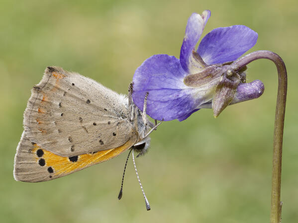 Lycaena phlaeas, Casareggio, Liguria, Italy