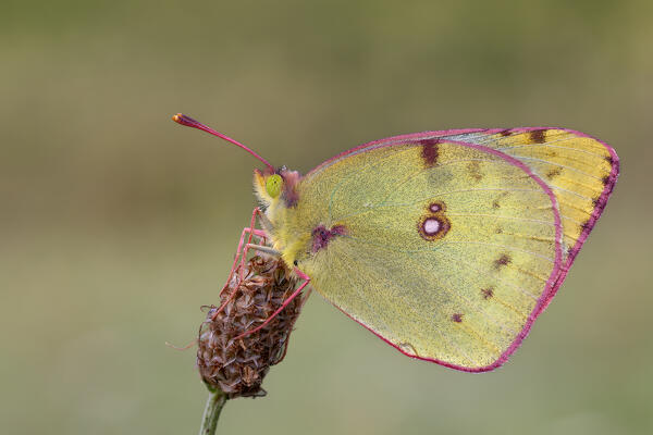 Colias croceus, Liguria, Italy, Genoa