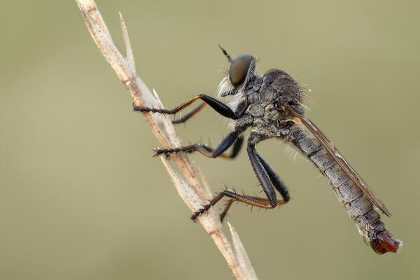 Asilidae, Insect, Piedmont, Italy