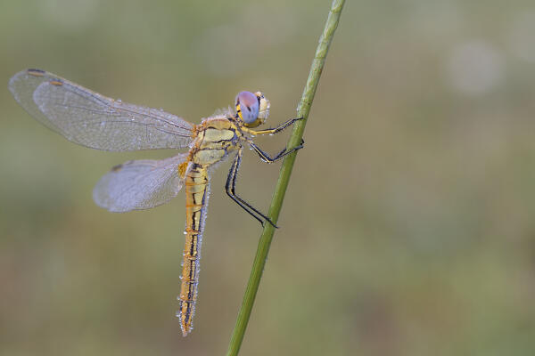 Sympetrum fonscolombii, Dragonfly, Piedmont, Italy