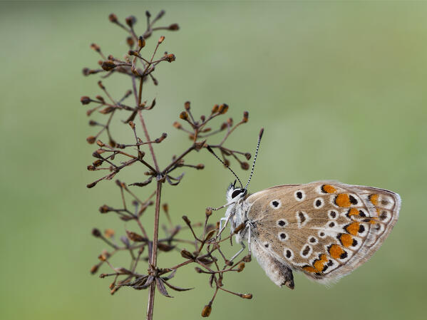 Polyommatus icarus, Liguria, Italy