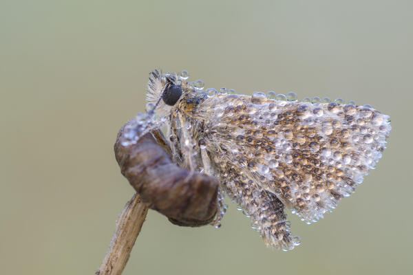 Pyrgus, butterfly, Liguria, Italy