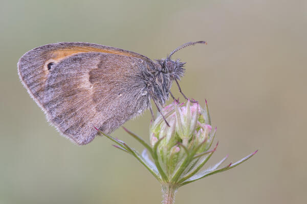 Coenonympha pamphilus, Butterfly on holes, Liguria, Italy