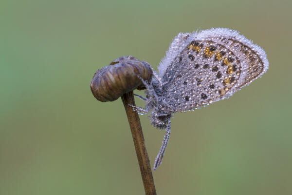 Small butterfly with dew pearls