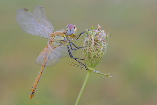 Sympetrum fonscolombii, salata, Piedmont, Italy