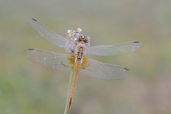 Sympetrum fonscolombii, salata, Piedmont, Italy