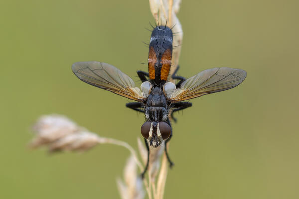 Cylindromyia auriceps, Multicolored insect, Liguria, Italy