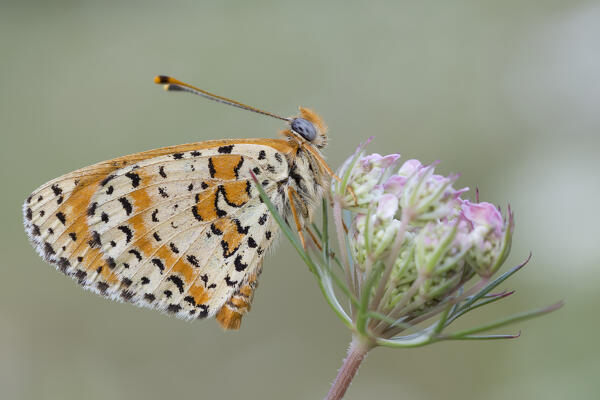 Melitaea didyma, Liguria, Antola, Genova, Italy