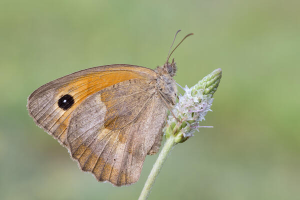 Maniola jurtina, Butterfly on flower, Liguria, Italy