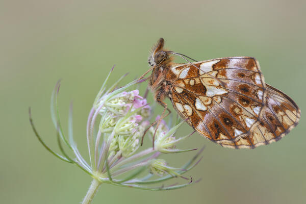 Butterfly on flower, Bolora dia, Liguria, Italy