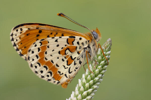 Melitaea didyma, Liguria, Antola, Genova, Italy