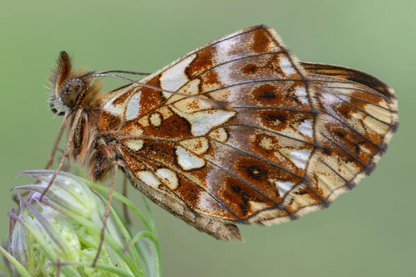 Close-up, Bolora dia, Liguria, Italy