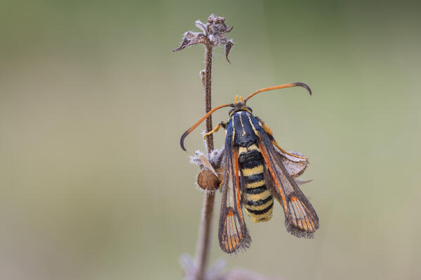 Bembecia, Butterfly wasp, Liguria, Italy