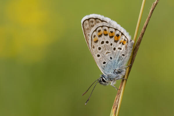  Plebejus argus, Butterfly on a yellow background, Liguria, Italy