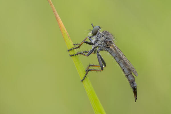 Asilidae, Insect, Piedmont, Italy