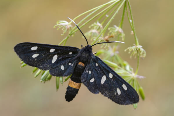 Amata phegea, Black butterflya, Liguria, Italy