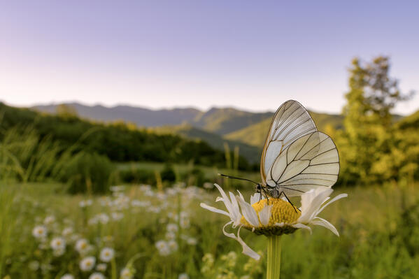 Landscape with Butterflya, Aporia crataegi, Casareggio, Liguria, Italy