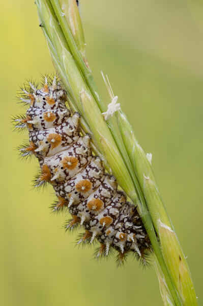 Caterpillar of Melitaea didyma, Liguria, Antola, Genova, Italy