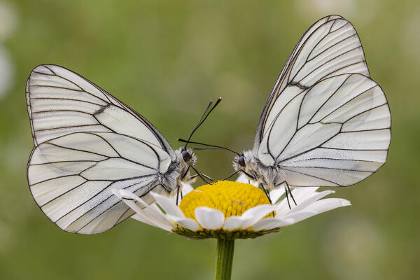 Aporia crataegi, Casareggio, Liguria, Italy