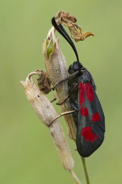 Zygaena loti, Salata, Liguria, Italy