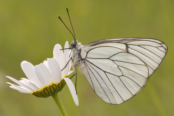 Aporia crataegi, Casareggio, Liguria, Italy