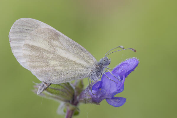 Leptidea sinapis, White butterfly on flower, Vobbia, Italy