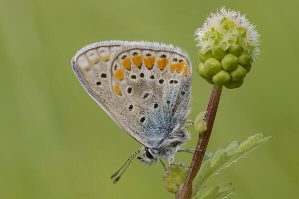 Polyommatus icarus, Liguria, Italy