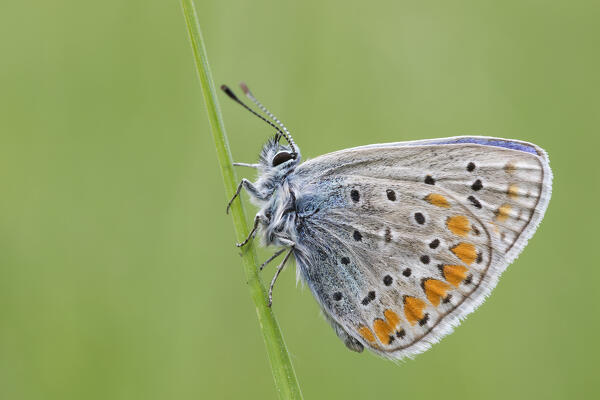 Polyommatus icarus, Liguria, Italy