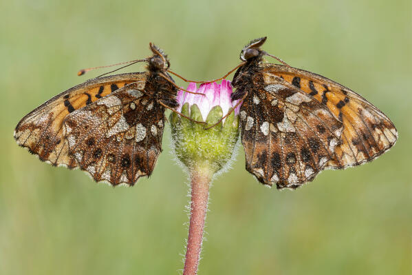 Two butterflies on the flower, Bolora dia, Liguria, Italy