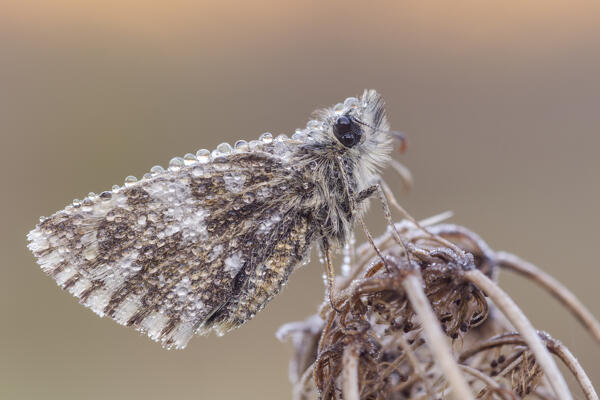 Pyrgus, butterfly, Liguria, Italy