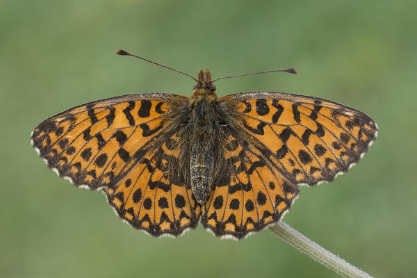 Open wing butterfly, Bolora dia, Liguria, Italy