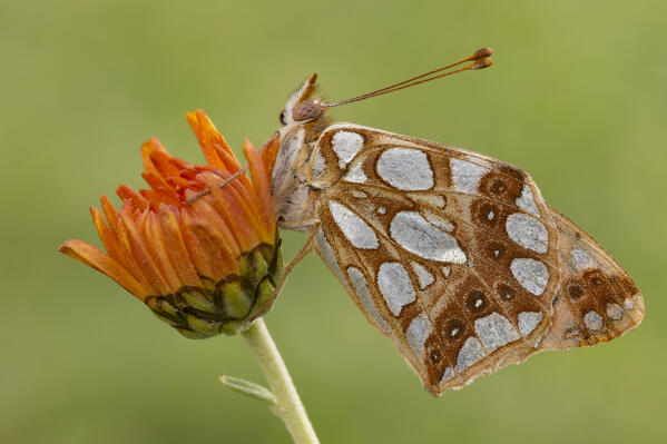 Butterfly on flower, Issoria lathonia, Liguria, Genoa, Italy