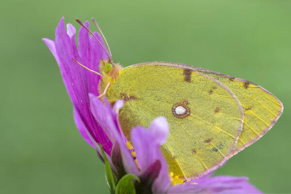 Butterfly, Colias croceus, Liguria, Italy, Genoa