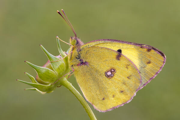 Butterfly, Colias croceus, Liguria, Italy, Genoa