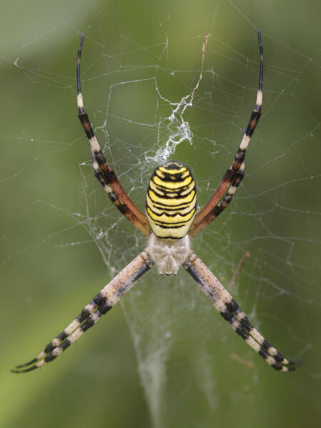 Argiope Bruennuchi al centro della tela, Spider, Liguria, Italy, Genoa