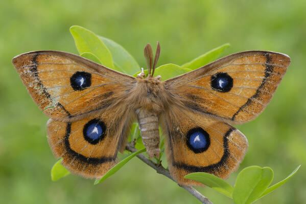 Butterfly, Aglia tau, The butterfly of Gandalf, Vobbia, Liguria, Italy