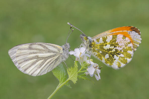 Two butterflies on the same flower, Casareggio, Liguria, Italy