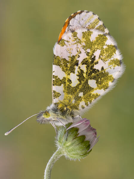 Anthocharis cardamines, Butterfly, Liguria, Vobbia, Genoa 