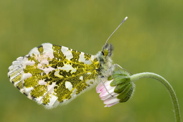 Anthocharis cardamines, Butterfly, Liguria, Vobbia, Genoa 