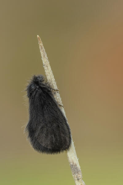 Psychidae, Little hairy butterfly, Liguria, Vobbia, Genoa 