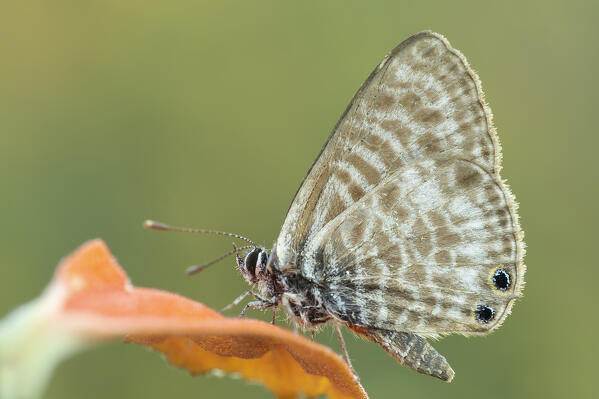 Leptotes pirithous, Caprieto, Vobbia, Liguria, Italy