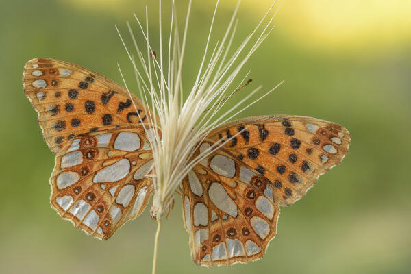 Butterfly, Issoria latonia, Vobbia, Liguria, Genoa, Italy