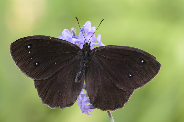 Satyrus ferula, Caprieto of Vobbia, Liguria, Italy