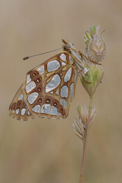 Butterfly, Issoria latonia, Vobbia, Liguria, Genoa, Italy