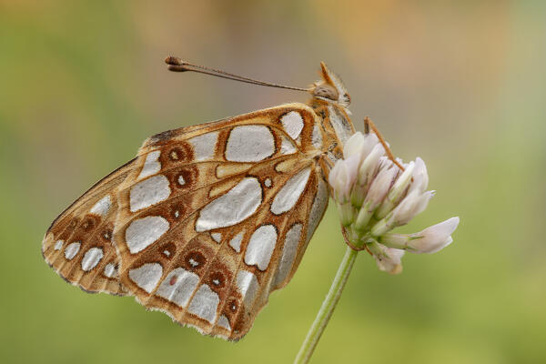 Butterfly, Issoria latonia, Vobbia, Liguria, Genoa, Italy