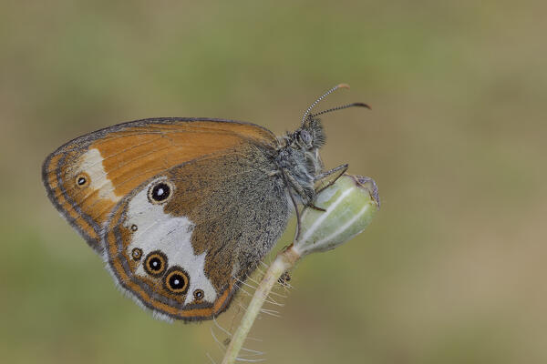 Coenonympha arcania, Casareggio, Liguria, Vobbia, Italy