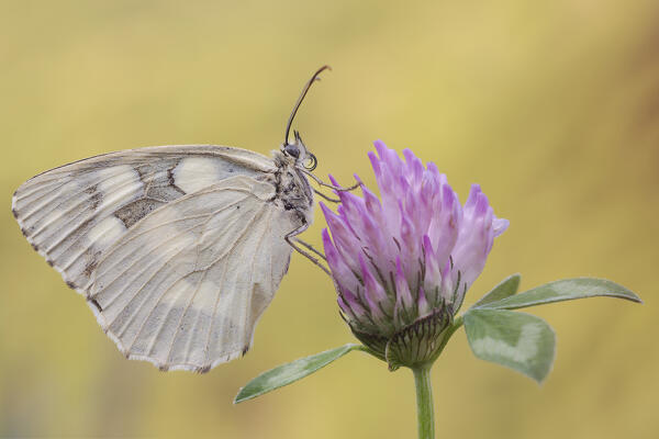 Melanargia galathea, Casareggio, Liguria, Vobbia, Italy